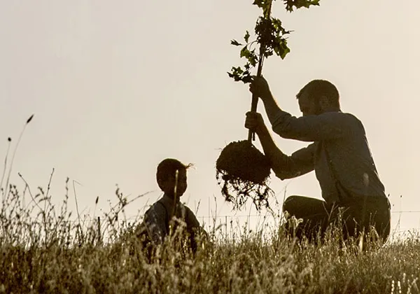 planting tree